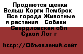 Продаются щенки Вельш Корги Пемброк  - Все города Животные и растения » Собаки   . Свердловская обл.,Сухой Лог г.